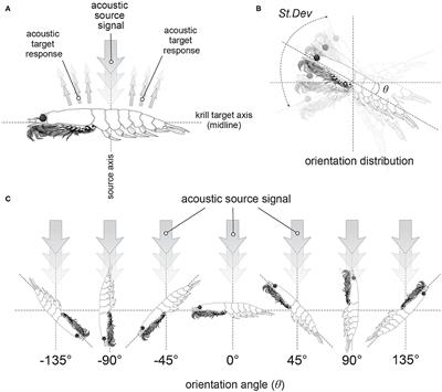 Improving the Accuracy of Krill Target Strength Using a Shape Catalog